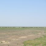 Mongolei, Gobi, 2016
