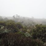 Kolumbien, Parque Nacional Los Nevados, 2009