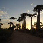 Madagaskar, Morondava, 2013