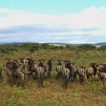 Südafrika, Thanda Game Reserve, 2012