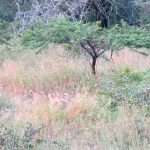 Südafrika, Thanda Game Reserve, 2012